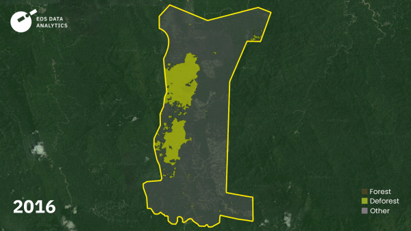 Penebangan hutan untuk membuka ladang sawit PKNP dari 2016 ke 2023.