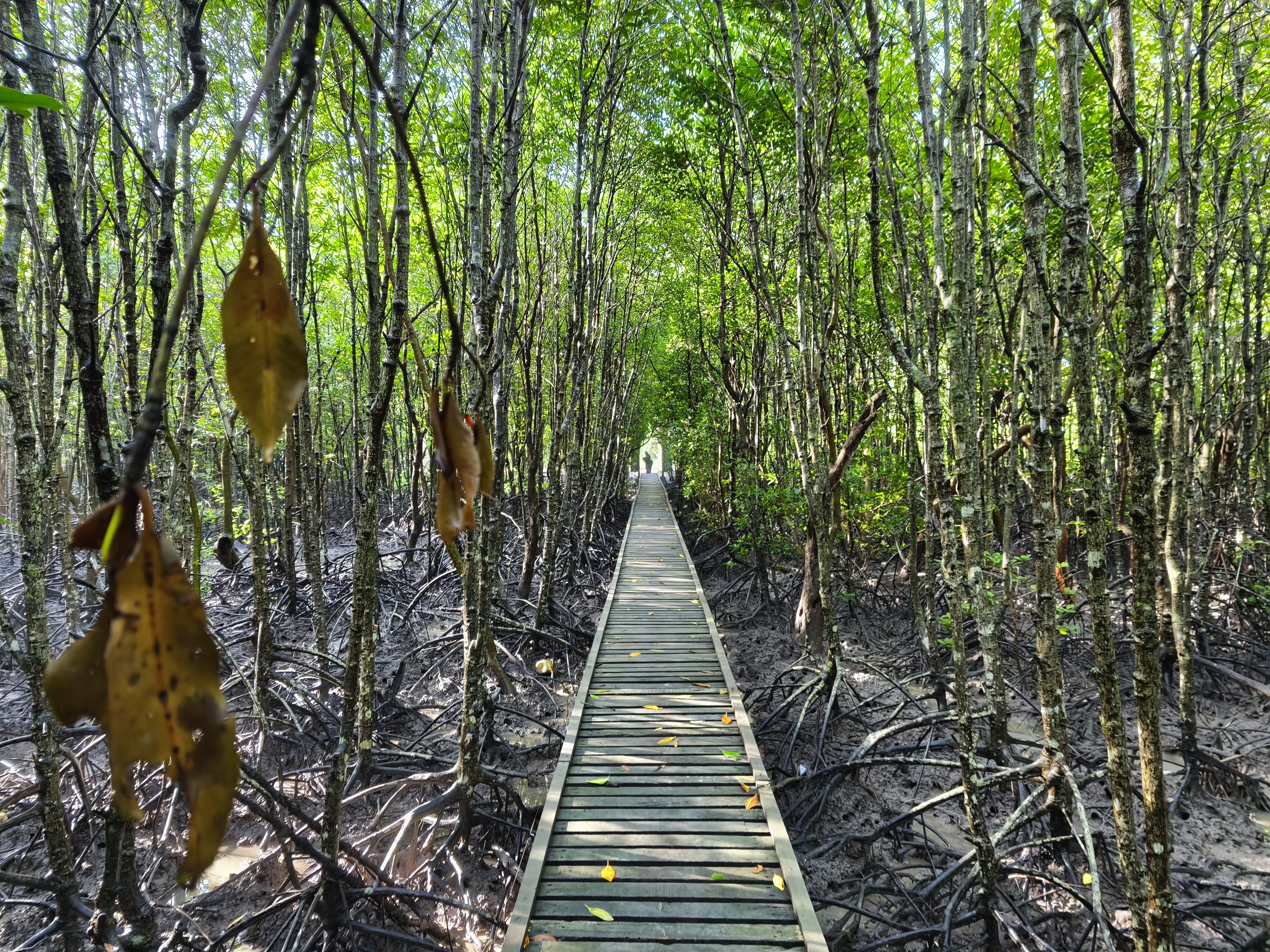 Wooden pathway in the Mangrove Forest Small Education Centre in Sungai Acheh
